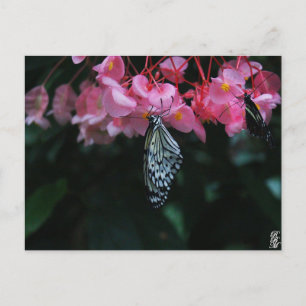 Carte Postale Papillon suspendu aux fleurs