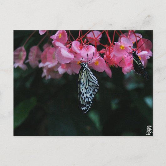 Carte Postale Papillon suspendu aux fleurs (Devant)