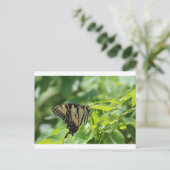 Carte Postale Papillon Swallowtail (Debout devant)