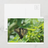 Carte Postale Papillon Swallowtail (Devant / Derrière)