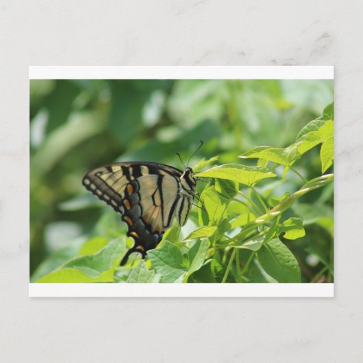 Carte Postale Papillon Swallowtail (Devant)