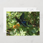Carte Postale Papillon Swallowtail (Devant / Derrière)
