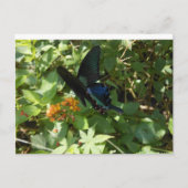 Carte Postale Papillon Swallowtail (Devant)