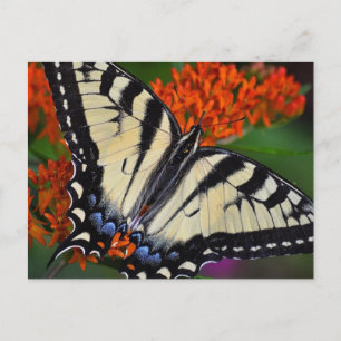 Carte Postale Papillon Swallowtail