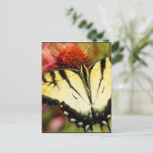 Carte Postale Papillon Swallowtail (Debout devant)