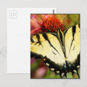 Carte Postale Papillon Swallowtail (Devant / Derrière)
