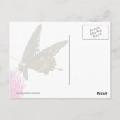 Carte Postale Papillon Swallowtail (Dos)