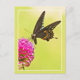 Carte Postale Papillon Swallowtail