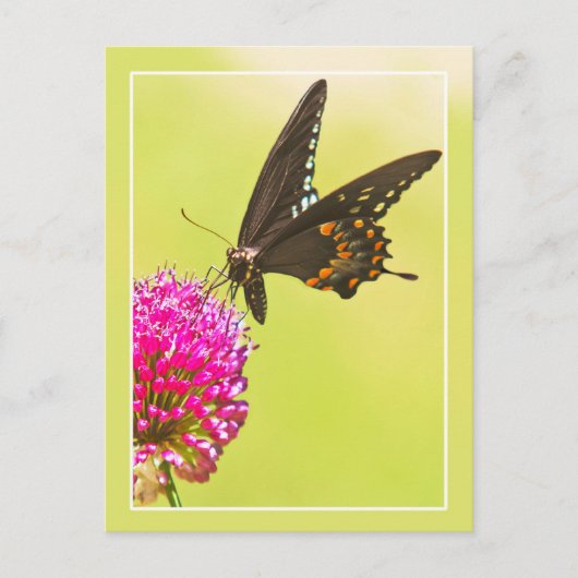 Carte Postale Papillon Swallowtail (Devant)