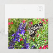 Carte Postale Papillon Swallowtail [Carte postale] (Devant / Derrière)
