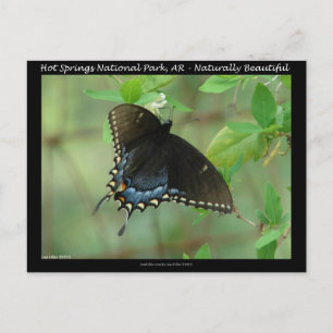 Carte Postale Papillon swallowtail du Parc national de Hot Sprin