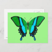 Carte Postale Papillon Swallowtail en vert, turquoise et noir (Devant / Derrière)