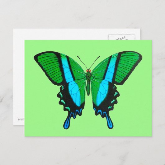 Carte Postale Papillon Swallowtail en vert, turquoise et noir (Devant / Derrière)