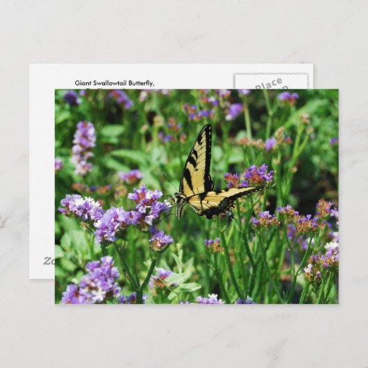 Carte Postale Papillon Swallowtail géant sur Purple Statice (Devant / Derrière)