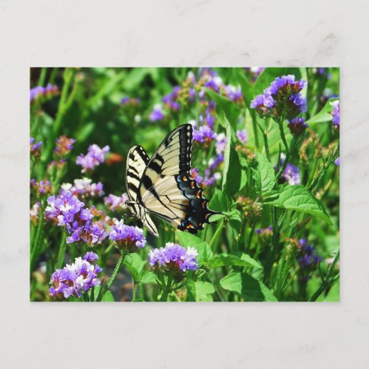 Carte Postale Papillon Swallowtail géant sur Purple Statice (Devant)
