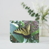 Carte Postale Papillon swallowtail I sur l'asclépiade à Shenando (Debout devant)