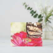 Carte Postale Papillon Swallowtail jaune sur une Zinnia (Debout devant)
