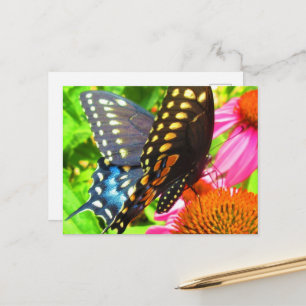 Carte Postale Papillon swallowtail noir sur fleurs d'échinacée r