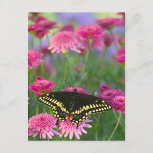 Carte Postale Papillon swallowtail noir sur une fleur rose foncé