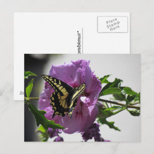 Carte postale - Papillon Swallowtail sur Blossom