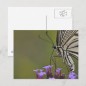 Carte Postale Papillon Swallowtail sur fleur, Chiba (Devant / Derrière)