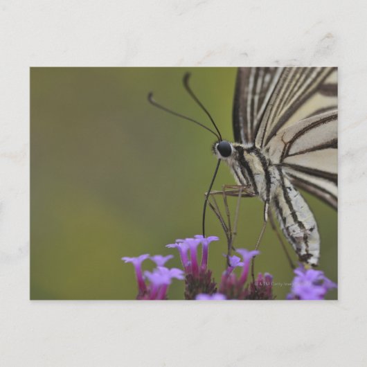 Carte Postale Papillon Swallowtail sur fleur, Chiba (Devant)