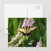 Carte Postale Papillon Swallowtail sur Fleurs sauvages pourpres (Devant / Derrière)