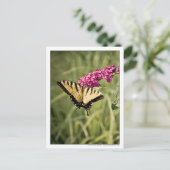 Carte Postale Papillon Swallowtail sur papillon Bush photo (Debout devant)