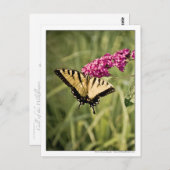 Carte Postale Papillon Swallowtail sur papillon Bush photo (Devant / Derrière)