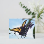 Carte Postale Papillon Swallowtail tigré de l'Est Photographique (Debout devant)
