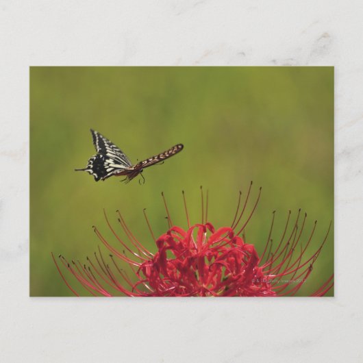 Carte Postale Papillon Swallowtail volant près de la fleur, Chib (Devant)