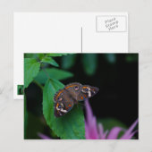 Carte Postale Papillon tacheté (Devant / Derrière)