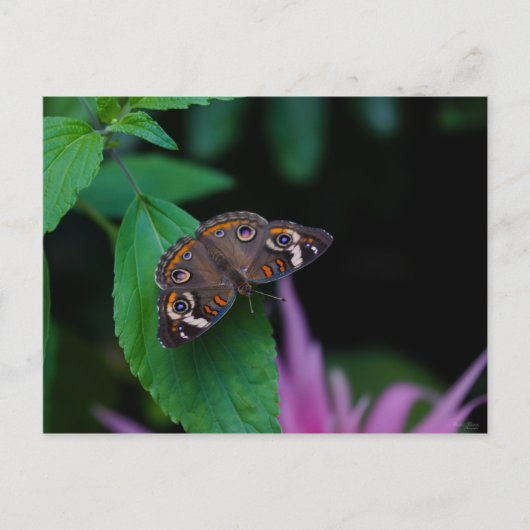 Carte Postale Papillon tacheté (Devant)
