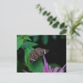 Carte Postale Papillon tacheté (Debout devant)