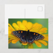 Carte Postale Papillon tacheté de Baltimore (Devant / Derrière)