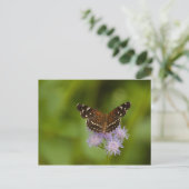 Carte Postale Papillon texan croissant (Debout devant)