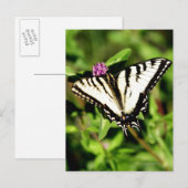 Carte Postale Papillon Tiger Swallowtail. Papilio glacus. (Devant / Derrière)