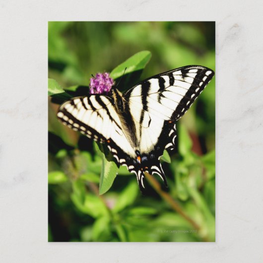 Carte Postale Papillon Tiger Swallowtail. Papilio glacus. (Devant)