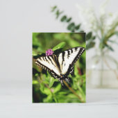 Carte Postale Papillon Tiger Swallowtail. Papilio glacus. (Debout devant)