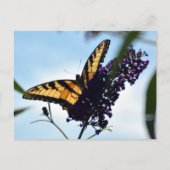 Carte Postale Papillon Tigre Est Swallowtail photo (Devant)