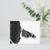 Carte Postale papillon timide blacq (Debout devant)