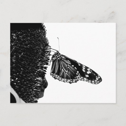 Carte Postale papillon timide blacq (Devant)