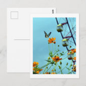 Carte Postale Papillon Triangle Bleu et fleurs de Cosmos : Japon (Devant / Derrière)