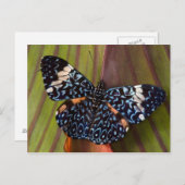 Carte Postale Papillon tropical (Devant / Derrière)
