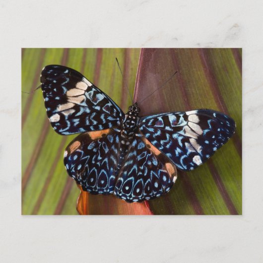 Carte Postale Papillon tropical (Devant)