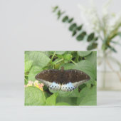 Carte postale Papillon Tropical (Debout devant)