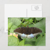 Carte postale Papillon Tropical (Devant / Derrière)