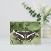 Carte postale Papillon tropical noir et blanc (Debout devant)