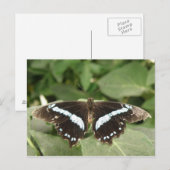 Carte postale Papillon tropical noir et blanc (Devant / Derrière)