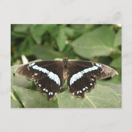 Carte postale Papillon tropical noir et blanc (Devant)